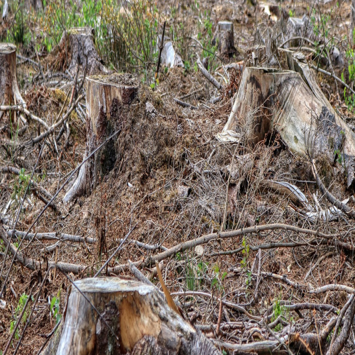 tree pruning service crew