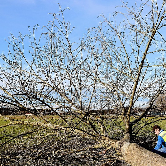 arborist tree cutting service